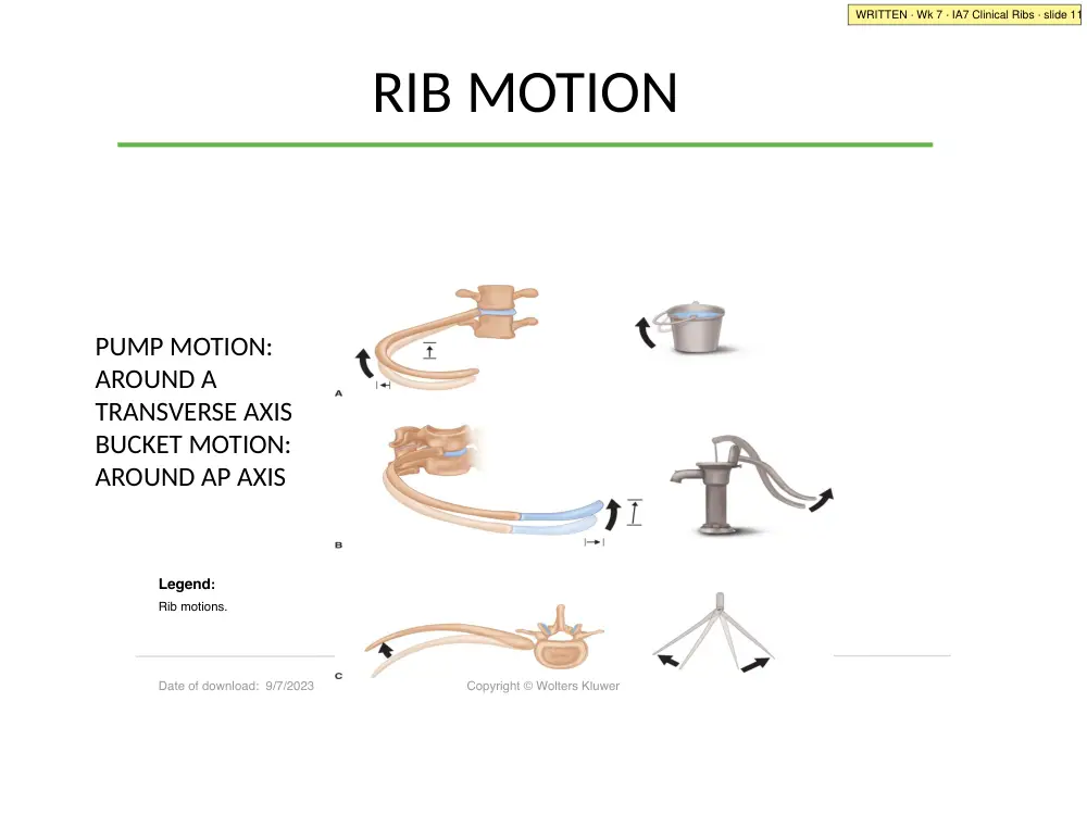IA7 slide 11: rib motion