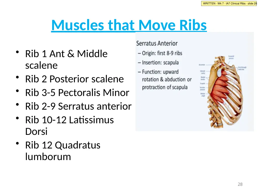IA7 Clinical Ribs · slide 28