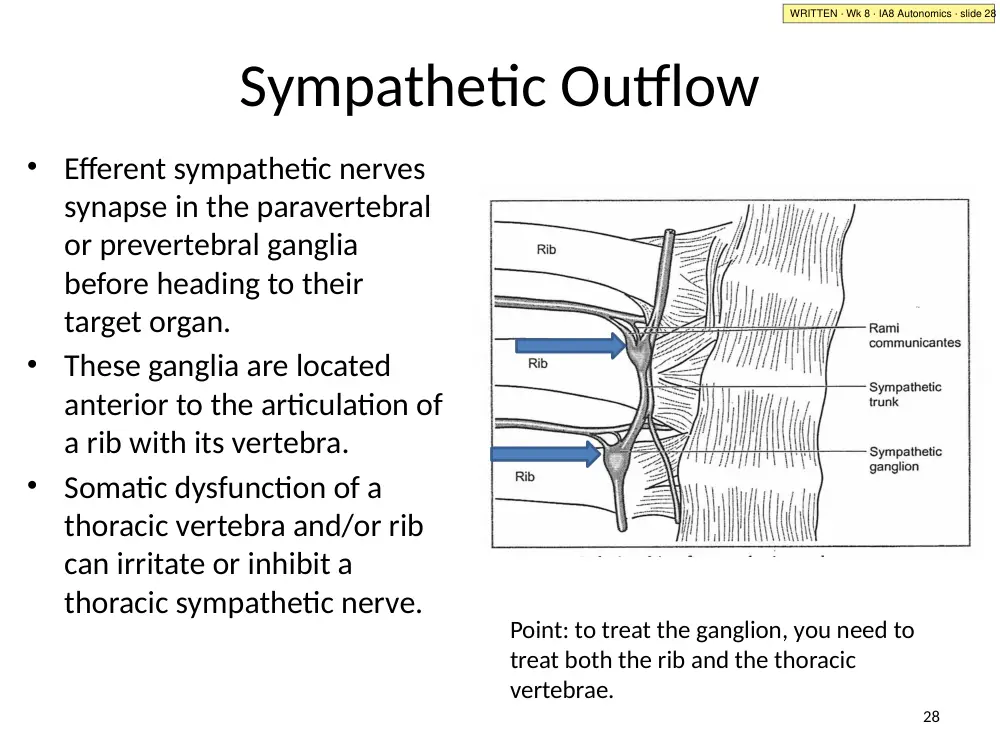 IA8 slide 28: sympathetic outflow and the chain ganglia